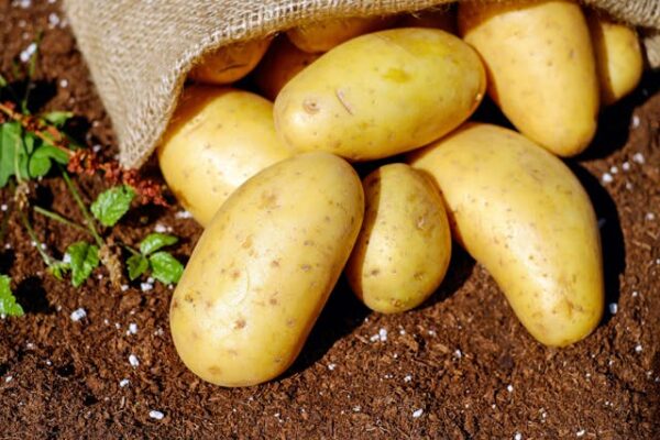 Potato - Urulai Kizangu - உருளைக்கிழங்கு