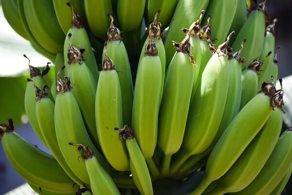 Raw Banana - Plantain