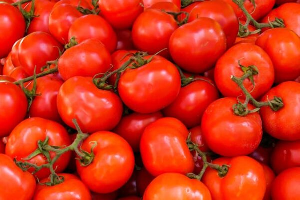 Tomato - Thakkali - தக்காளி