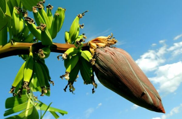 Banana Flower - Vazai Poo - வாழைப்பூ