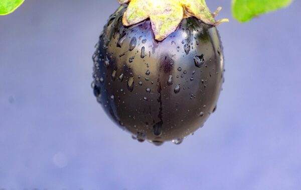 Brinjal - Kathrica - கத்திரிக்காய் - Image 2