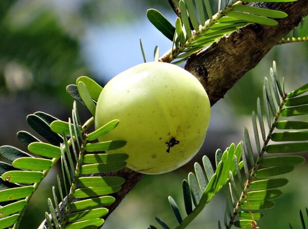 Amla - Nellikkaai - நெல்லிக்காய்