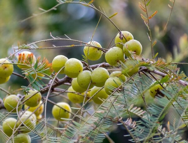 Amla - Nellikkaai - நெல்லிக்காய் - Image 3