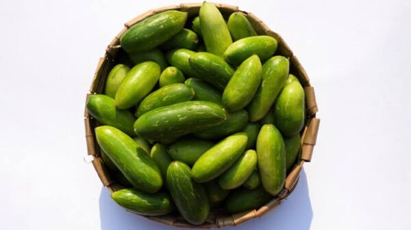 Ivy Gourd - Kovaikkai - கோவைக்காய் - Image 2