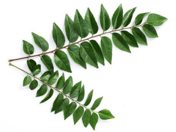 Curry Leaves - Karuvappillai - கறிவேப்பிலை