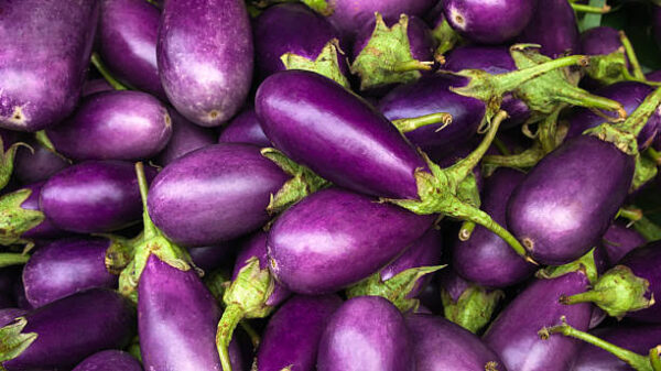 Brinjal - Kathrica (Neelam) - கத்திரிக்காய் (Neelam)