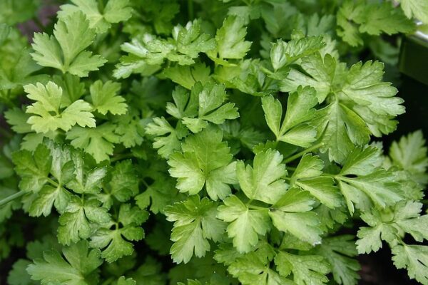 Coriander Leaves - Kothamali - கொத்துமல்லி - Image 3