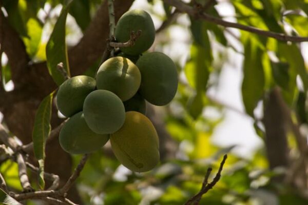 Mango Raw - Maangai - மாங்காய்