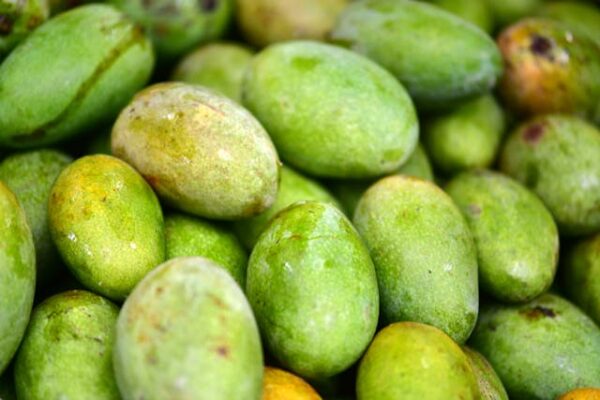 Mango Raw - Maangai - மாங்காய் - Image 2