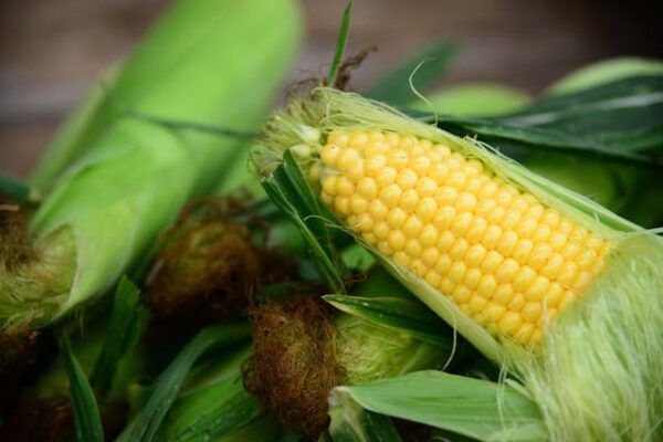 Corn - Makka cholam - மக்காச்சோளம் - Image 2
