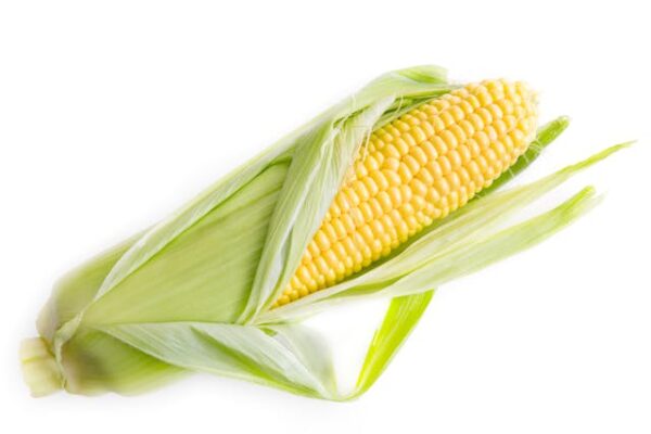 Corn - Makka cholam - மக்காச்சோளம்