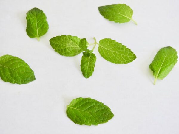 Mint Leaves - Puthina - புதினா - Image 2