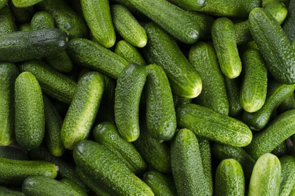 Cucumber - Vellarickkai - வெள்ளரிக்காய்