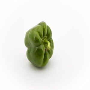 Capsicum | Kudai Milakai