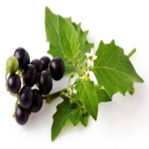 Blacknightshade | Manathakkali Keerai